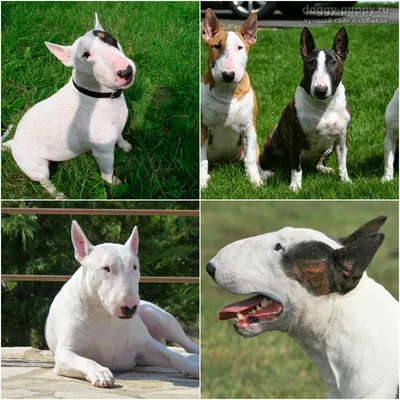 Породы собак с фото и описанием: маленькие, средние, большие
