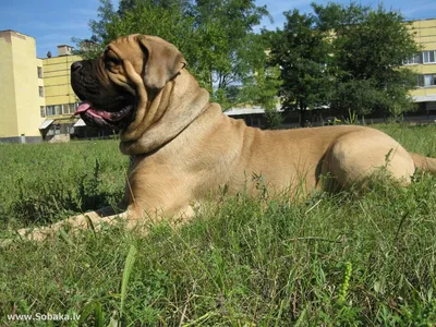 Самые опасные породы собак в Украине - список - Pets