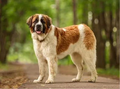 Бойцовские собаки породы: фото и названия