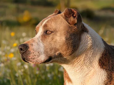 Породы Бойцовских Собак: [ТОП 10] самых cильных