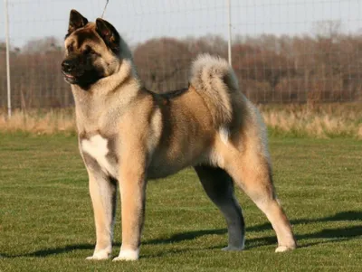 Большая черная бойцовская собака - 64 фото
