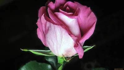 Бокаловидные розы фото фотографии