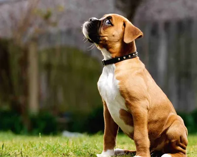 Собака породы Боксер: особенности характера | Маленькая Жизнь на планете  Земля | Дзен
