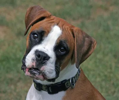 Boxer - Собака породы боксёр имеет низкий уровень агрессии, и редко  вступает в ссоры с другими собаками, или, тем более, с другими людьми. Это  возможно, так как питомец всегда будет защищать своих