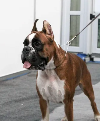 Собака породы боксер в походе с …» — создано в Шедевруме