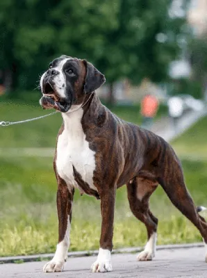 Боксер: описание породы, 🐕 характер собак, особенности содержания