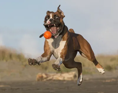 Пин от пользователя Rohit на доске Boxers dogs | Боксер собака, Собаки,  Немецкий боксер