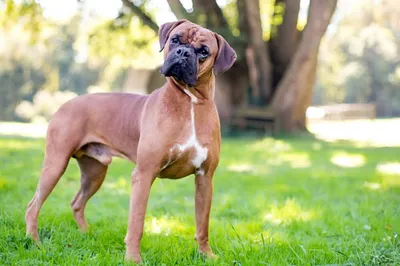 Боксер: фото, щенки, характер, уход, все о породе собак немецкий боксер |  Блог зоомагазина Zootovary.com