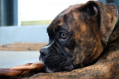 Боксер: энергичная собака со стальной хваткой | Догси – Журнал про собак! |  Дзен