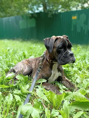 Боксер (Boxer) - очень активная, сильная и умная порода собак. Описание,  отзывы и фото породы боксёр.