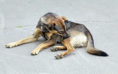 Ветеринары в тандеме - Москва - Опять про клещей☝️ ⠀ Каждый год мы не  устаем напоминать про опасное заболевание пироплазмоз у собак, которое  передается через укус клеща. ⠀ Для собак клещи очень