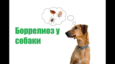 Боррелиоз у собак (болезнь Лайма): симптомы и лечение, опасность