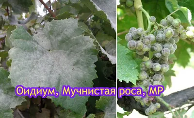 Оидиум (настоящая мучнистая роса) болезнь винограда