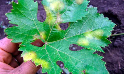 Болезнь винограда оидиум фото фотографии