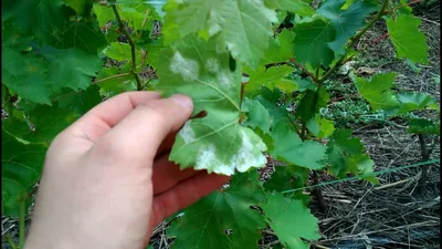 Оидиум на винограде Срочные меры Лечение оидиума - YouTube