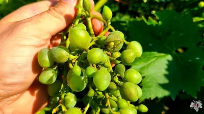 Оидиум | Блог Игоря Заики о виноградарстве и авторском виноделии