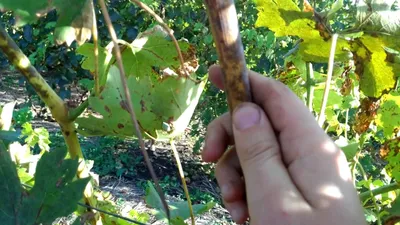 Блог про виноград Киушкина Николая: Болезни винограда с фото и фунгициды по  борьбе с ними