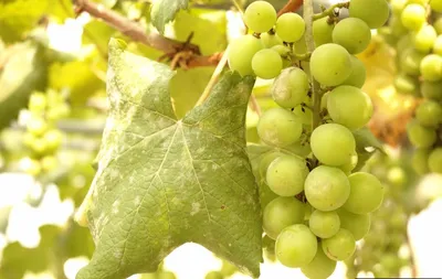 Весенняя обработка винограда: какие средства и когда использовать