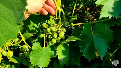 Оидиум винограда | Виноград VM | Дзен
