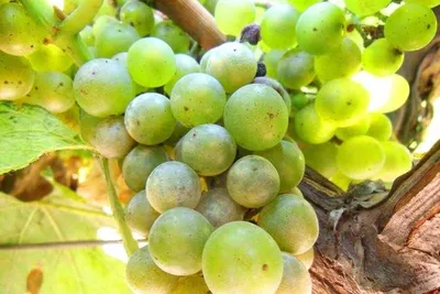 Оидиум винограда.описание.фото. - vinogradnik.com.kg