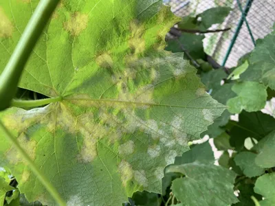 Обработка винограда осенью от болезней