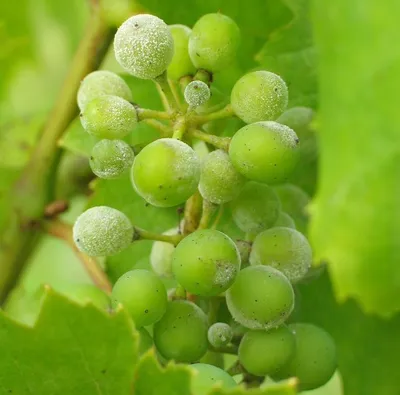 Милдью винограда: как лечить | Аптека Садовода