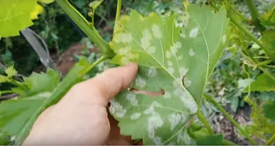 Оїдіум (борошниста роса) винограду - Повний опис та перелік фунгіцидів від  хвороби
