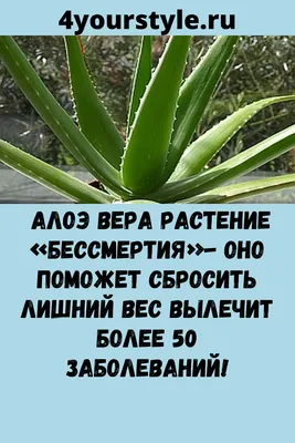 Лучшее лекарство или отрава? Врач Парецкая рассказала о пользе и вреде алоэ  | DOCTORPITER