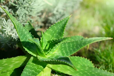 Aloe Vera - Алоэ Истинное