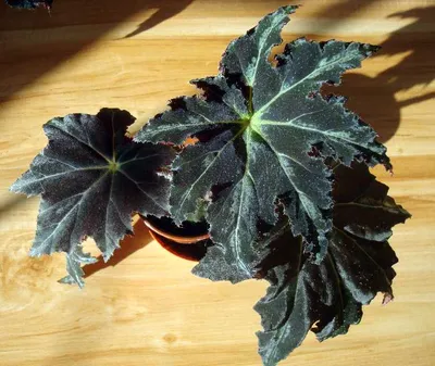 Рассада Бегония вечноцветущая культурная Begonia х semperflorens-cultorum  (кассета) — цена в LETTO