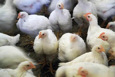 Инфекционная анемия цыплят или болезнь «синего крыла» | Российский аграрный  портал