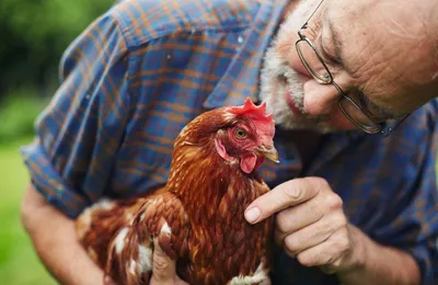Пробиотики для цыплят бройлеров Royal Feed E-500,0,5 кг Biolatic 16252790  купить за 917 ₽ в интернет-магазине Wildberries