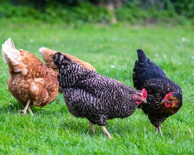 Испытательный центр » У цыплят-бройлеров обнаружена смешанная кишечная  инфекция