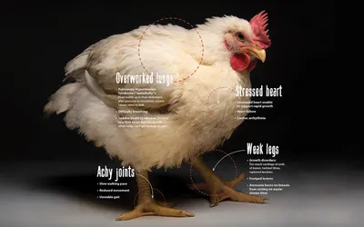Сам себе ветеринар: болезни домашней птицы и их лечение | agrobook.ru