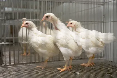 Выращивание цыплят - выращивание цыплят бройлеров в домашних условиях