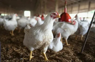Правильное выращивание бройлерных цыплят в домашних условиях
