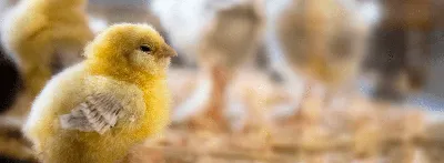 Почему цыплята падают на ноги - avamarket.com.ua