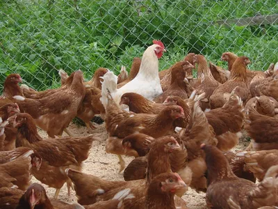 Технологии выращивания цыплят бройлеров на птицефабриках и в домашних  условиях