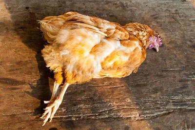 Современное птицеводство в Мире - Как выращивание разведение породы болезни  кормление содержание кур бройлеров цыплят