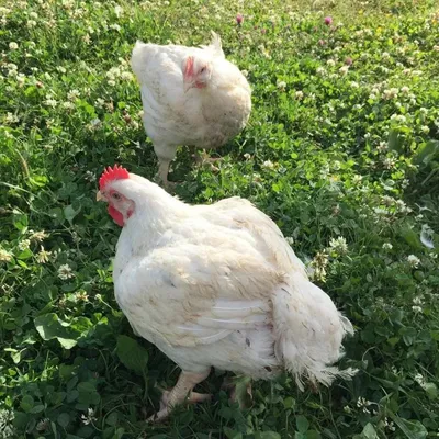 Первые дни цыплят-бройлеров. Чем кормить и как ухаживать за ними