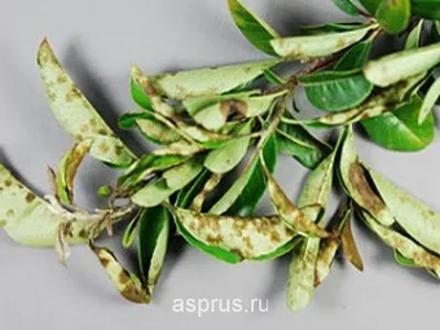Основные болезни черешни и меры борьбы с ними | АППЯПМ