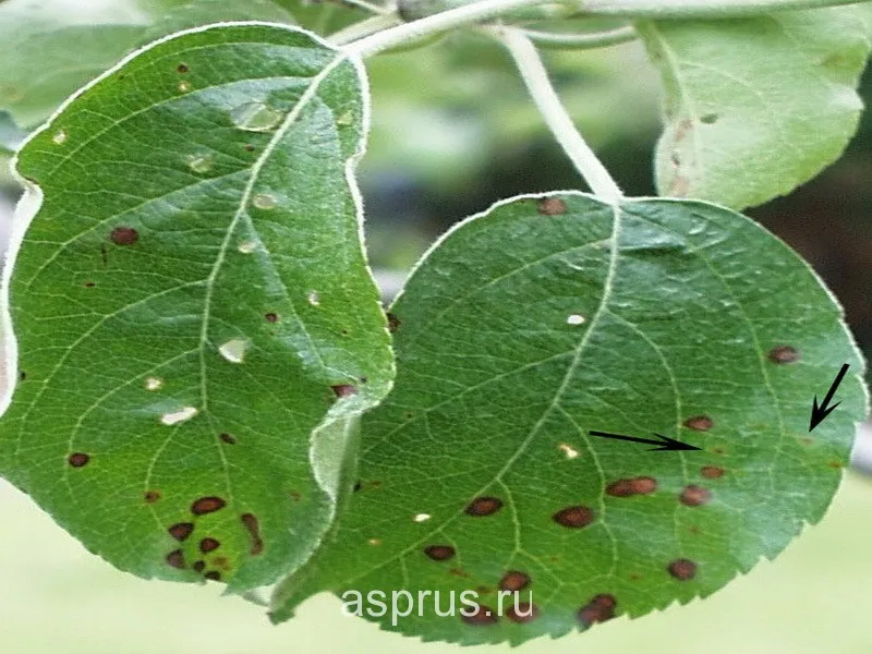 Фотографии Болезней Листа Груши