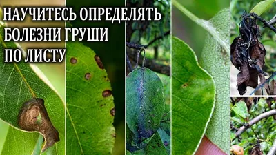 Определяем заболевание груши по листу Парша Монилиоз Септориоз Равчина  Филлостиктоз Сажистый грибок - YouTube