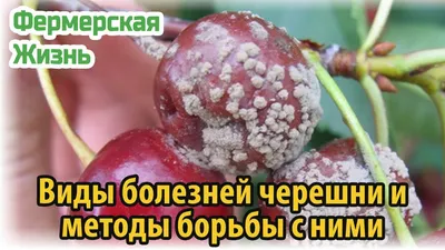 Вредители и болезни вишни, черешни. Способы борьбы с ними🐛🦟 Все для  обработки также можно приобрести у нас👌🏻 | Instagram