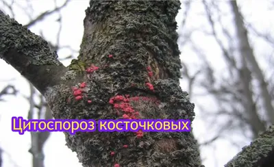 Болезни черешни: ЭПВ, симптомы, вредоносность и меры борьбы с заболеванием