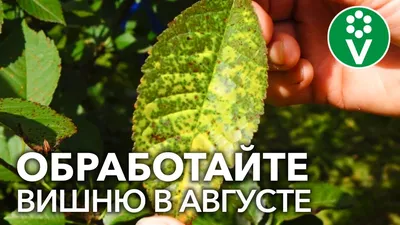 Болезнь на листьях груши с пятнами и инопланетными наростами - это ржавчина  - Рамблер/новости
