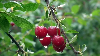 Болезни косточковых культур