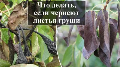 Защита черешни от болезней – что нужно знать – Lifestyle 24