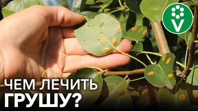 Болезни вишни и черешни: меры борьбы с ними - Бабушкина дача