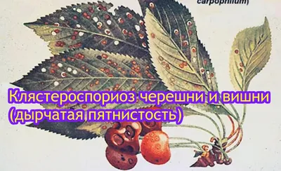 Все о распространенных болезнях груши | Блог Аптека Садовника